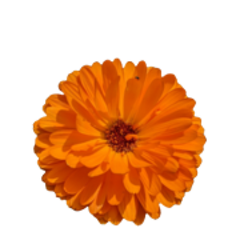 calendula pianta per sito 240x180ns